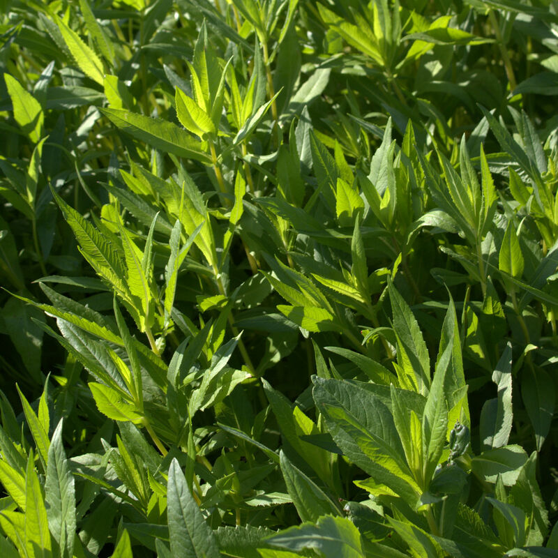 Guizotia d'Abyssinie (Guizotia abyssinica) 10 kg noug, culture dérobée, engrais vert