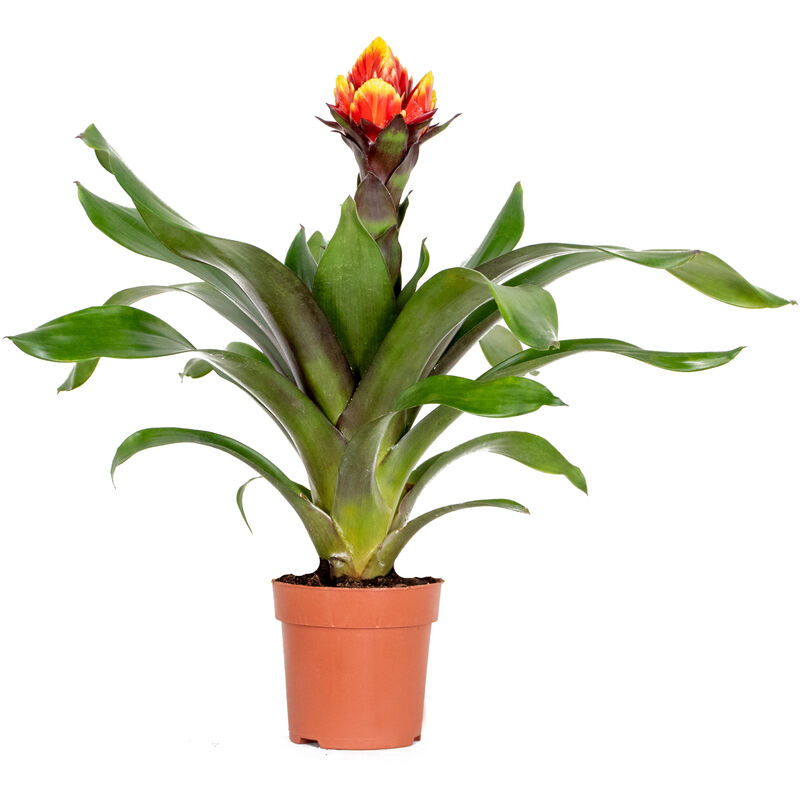Guzmania Crown – Plante tube – Plante d'intérieur – Peu d'entretien – ⌀12 cm – ↕40-50 cm