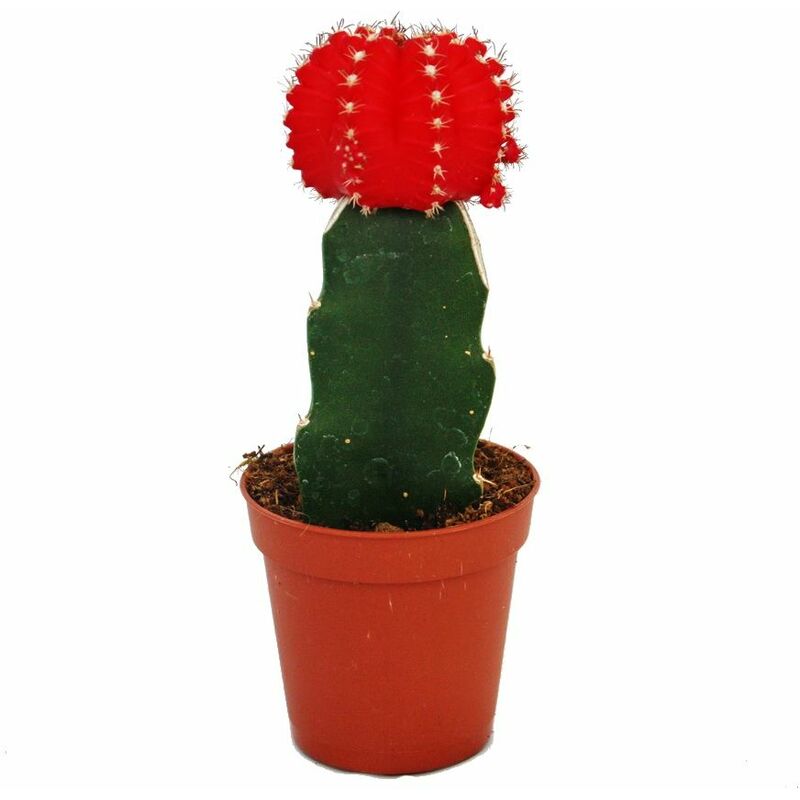 Exotenherz - Gymnocalycium mihanovichii - cactus fraise - rouge - pot de 5,5 cm