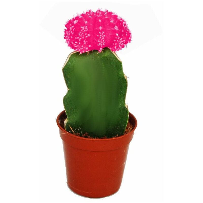 Exotenherz - Gymnocalycium mihanovichii - fraise cactus - rose - pot de 5,5 cm