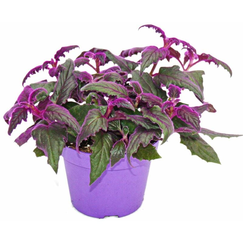 Exotenherz - Gynura Purple Passion - feuille de velours - ortie velours - plante violette 12cm