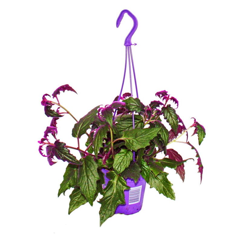 Gynura Purple Passion - feuille de velours - ortie velours - plante violette 14cm supension