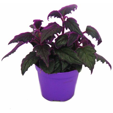 Gynura Purple Passion - feuille de velours - ortie velours - plante violette - 9cm