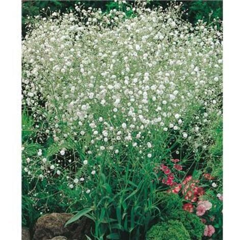 FABRE GRAINES GYPSOPHILE BLANC PLANTE VIVACE - 3 GODETS - bleuté