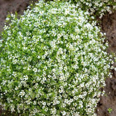 Gypsophile Nuage Blanc Vilmorin