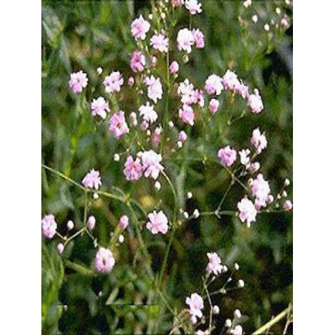 Gypsophile paniculé 'Flamingo' Godet de 8/9 cm