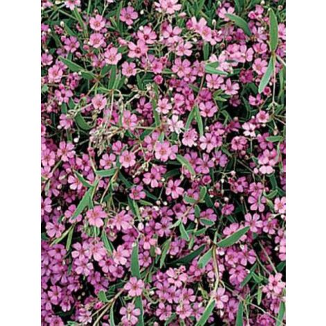 Gypsophile rampant 'Rosa Schönheit' Godet de 8/9 cm