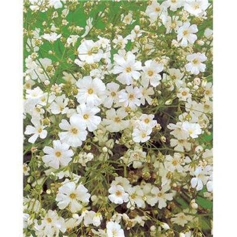 GYPSOPHILE ROI DES HALLES - Graines de fleurs - 1 G