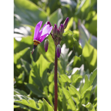 Gyroselle de Jeffrey 'Rotlicht' Pot de 2L/3L