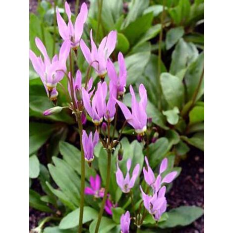 Gyroselle de Virginie 'Queen Victoria' Godet de 8/9 cm