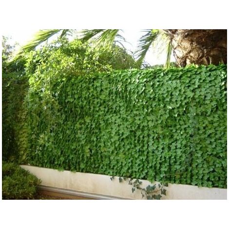 Haie artificielle feuillage Lierre, Long 6 m, Hauteur 1 m