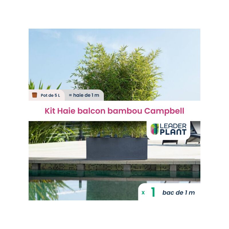 Leaderplant.com - Haie Brise-vue Balcon Bambou 'campbell' en kit