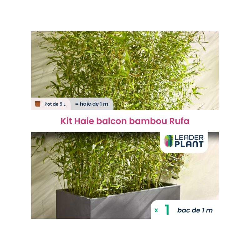 Leaderplantcom - Haie Brise Vue Balcon Bambou 'Rufa' 5L en kit