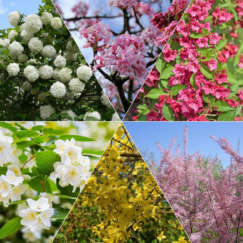Collection Haie des quatre saisons - 6 arbustes - Multicolore