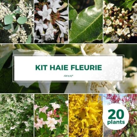 PÉPINIÈRES NAUDET Kit Haie Fleurie - 20 Jeunes Plants