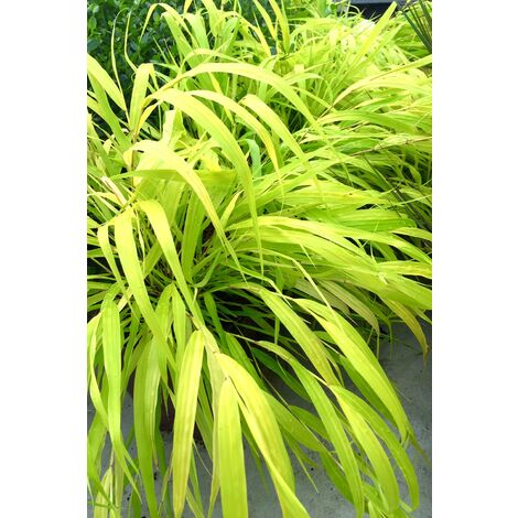 Hakonechloa 'All Gold' Taille du pot - Pot de 3 Litres