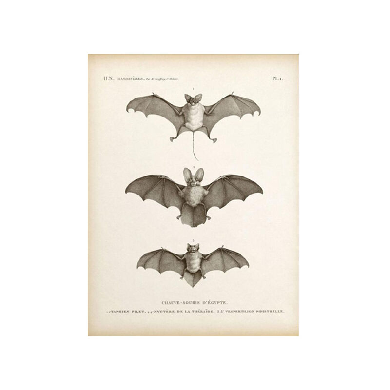Halloween Vintage Bat Print Wall Art Canvas