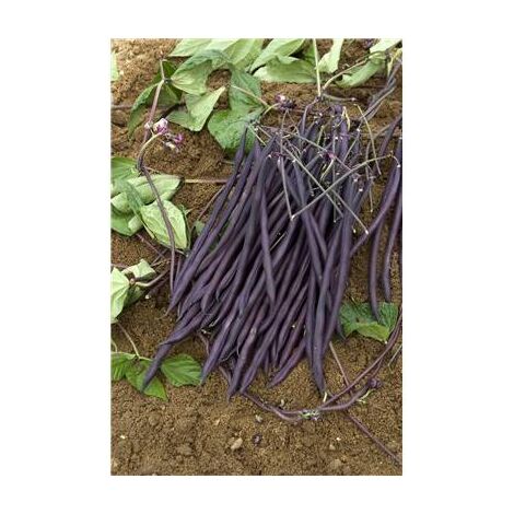 HARICOT A RAMES CARMINAT