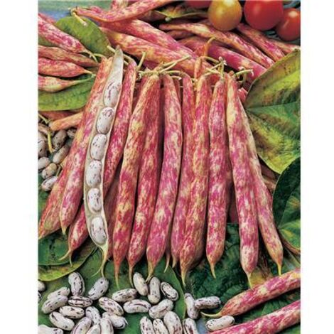 HARICOT BIG BORLOTTO - Graines de légumes - 150 G