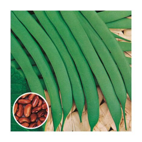 HARICOT CANADIAN WONDER - Graines - 150 G