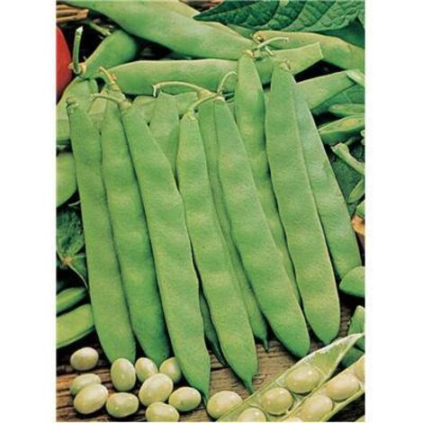 HARICOT  COCO NAIN BLANC PRECOCE - 150 G - GRAINES