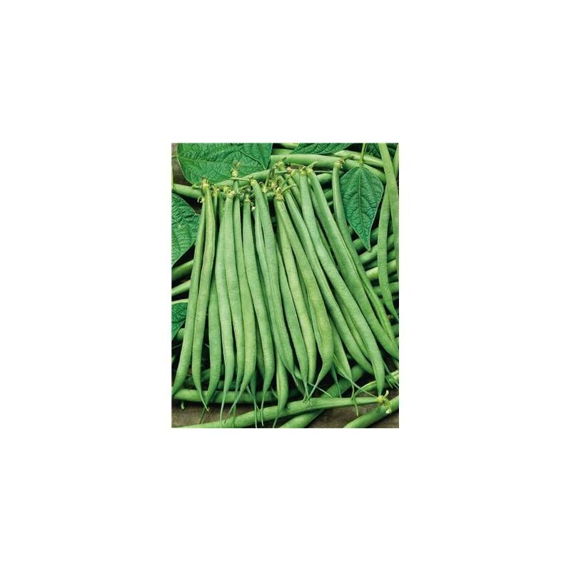 Haricot fin de bagnols - 750 g - graines de legumes