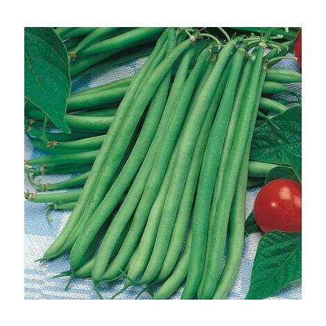 HARICOT NAIN AIGUILLON - 150 G - GRAINES DE LÉGUMES