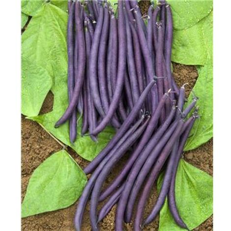HARICOT NAIN AMETHYST - Graines - 150 G