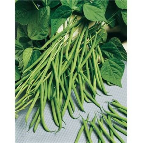 HARICOT NAIN ARGUS - Graines - 150 G