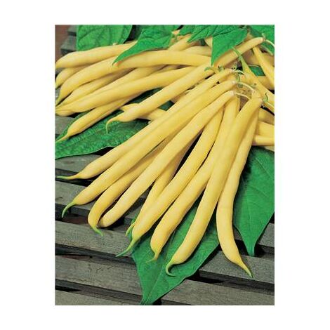 HARICOT NAIN BEURRE FRUCTIDOR - Graines - 150 G