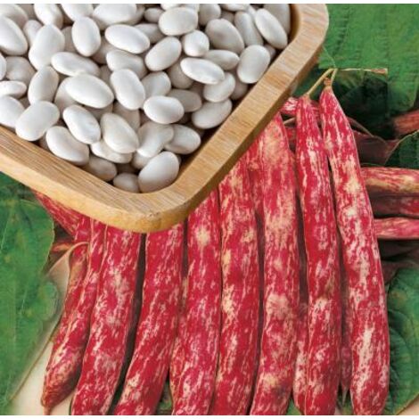 HARICOT NAIN BLASON - 150 G - GRAINES DE LÉGUMES