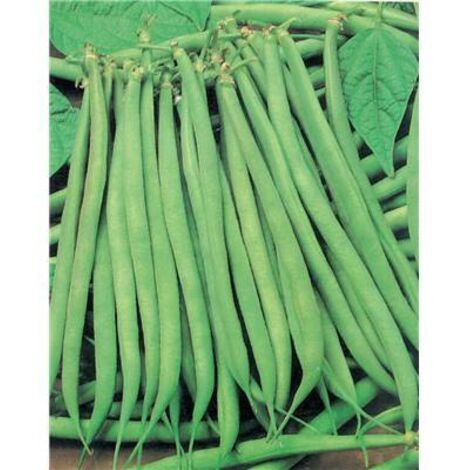 HARICOT NAIN CALYPSO - Graines de légumes - 150 G