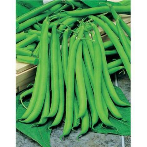 HARICOT  NAIN CASTANDEL - 150 G - Graines