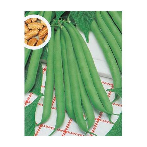HARICOT NAIN CONTENDER - 300 G - GRAINES