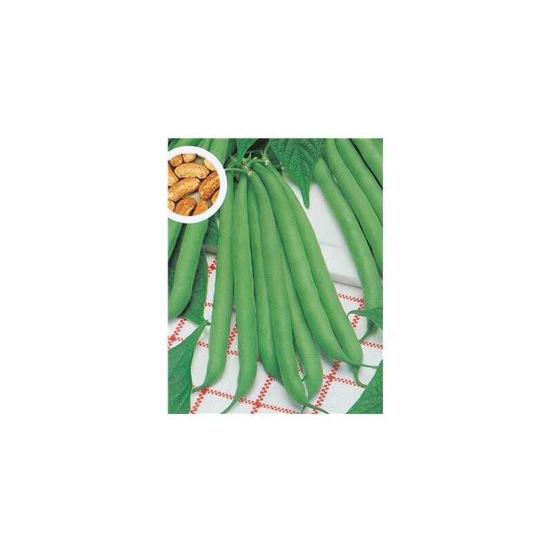 Haricot nain contender - 750 g