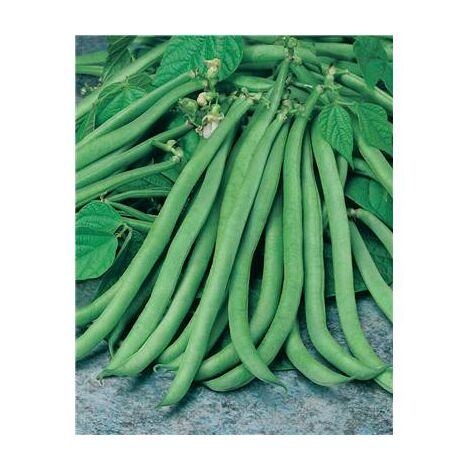HARICOT NAIN CUPIDON - Graines de légumes - 150 G