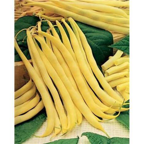 HARICOT NAIN DE ROCQUENCOURT - 150 G - GRAINES