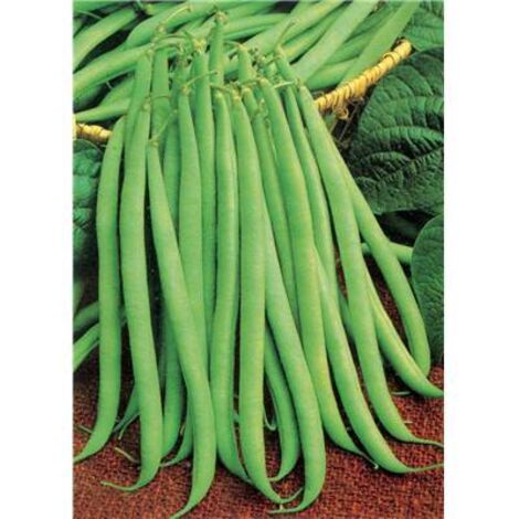 HARICOT NAIN DELINEL - Graines de légumes - 150 G