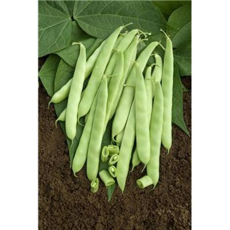 HARICOT NAIN DULCINA - 150 G - GRAINES DE LÉGUMES