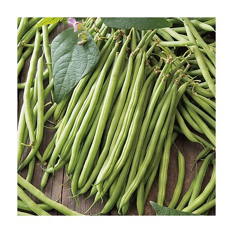HARICOT NAIN FLEURET - Graines - 150 G