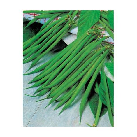 HARICOT NAIN IRAGO - 750 G - GRAINES DE LÉGUMES
