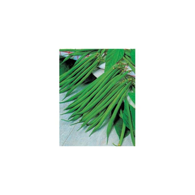 Haricot Nain Irago - 750 G - Graines De Légumes