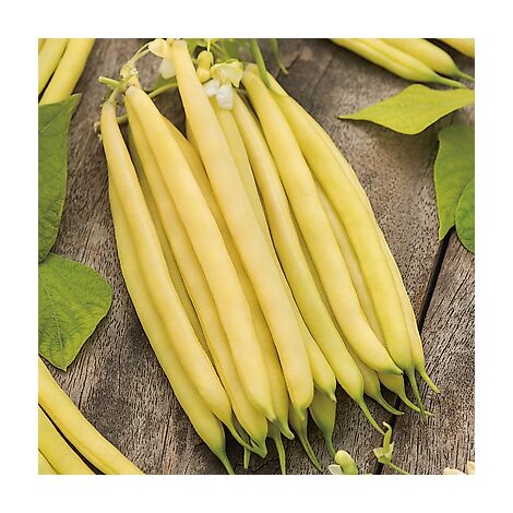 HARICOT NAIN MAJOR - 750 G - GRAINES DE LÉGUMES