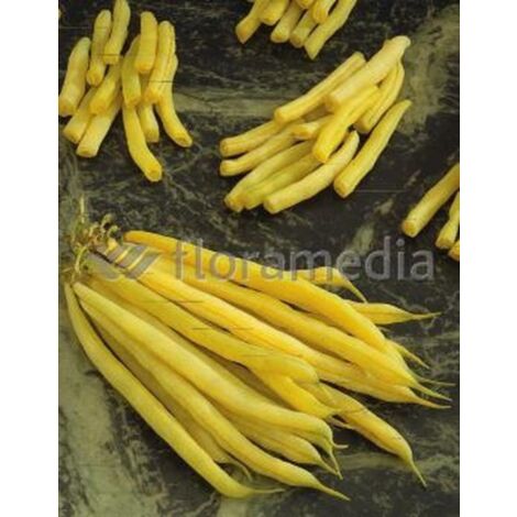 Haricot nain mangetout Beurre Fructidor  - 70g
