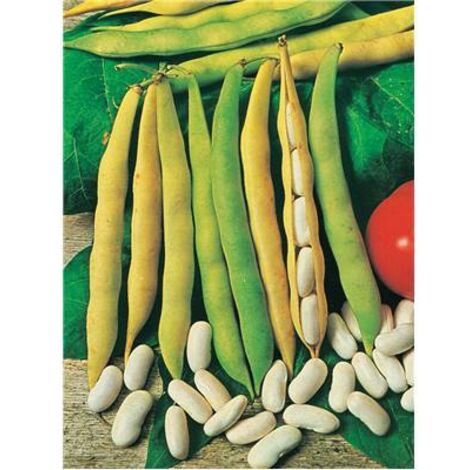 HARICOT NAIN MICHELET - 300 G - GRAINES DE LÉGUMES