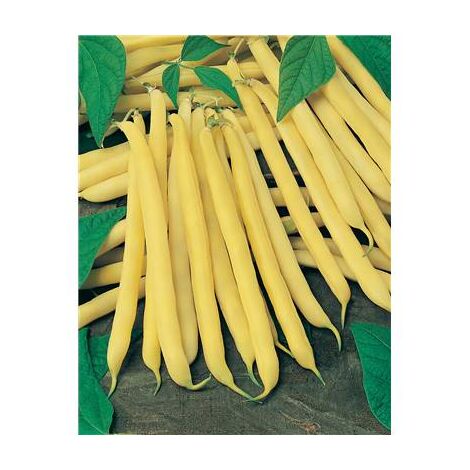 HARICOT NAIN MINIDOR - 150 G - GRAINES DE LÉGUMES