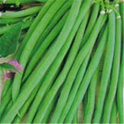 HARICOT NAIN PROCESSOR - 150G - GRAINES DE LÉGUMES