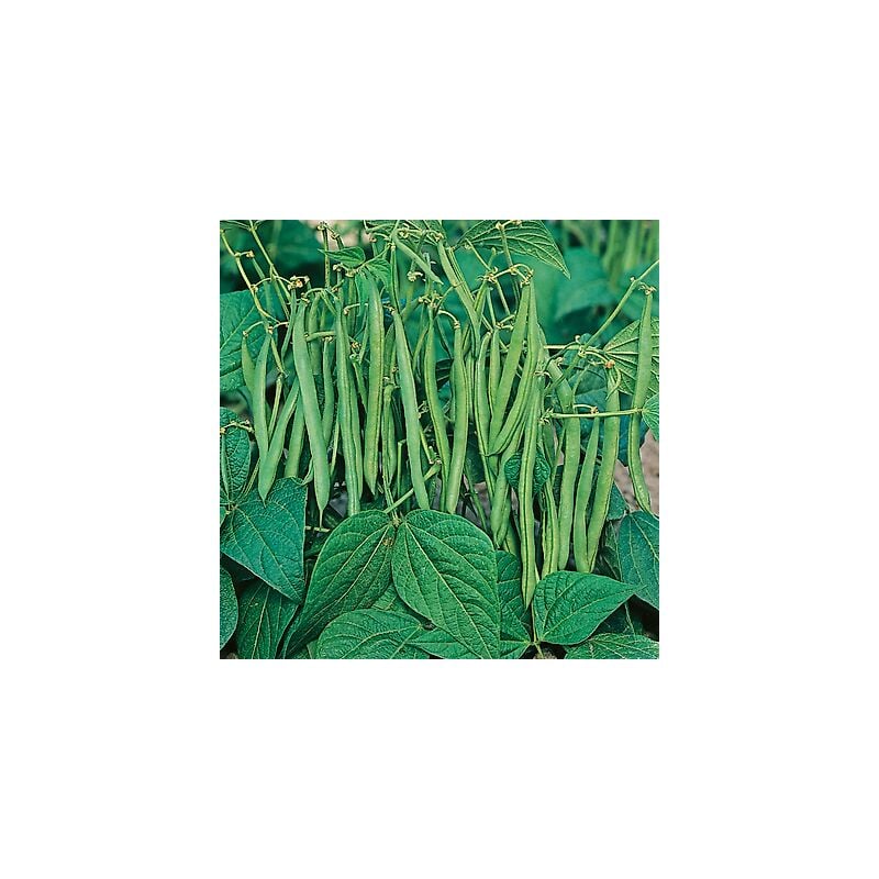 Haricot Nain Sansoucy - 750 G - Graines De Légumes