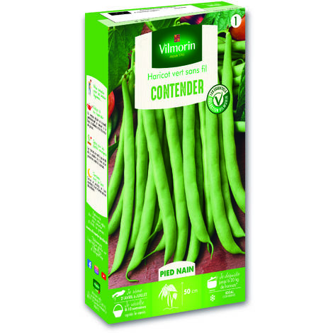 Haricot nain vert Contender – Semis de fin avril à juillet – Gousses charnues sans fil – Récolte de juillet à septembre – Vilmorin