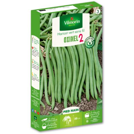 Haricot Nain Vert Oxinel 2 Vilmorin
